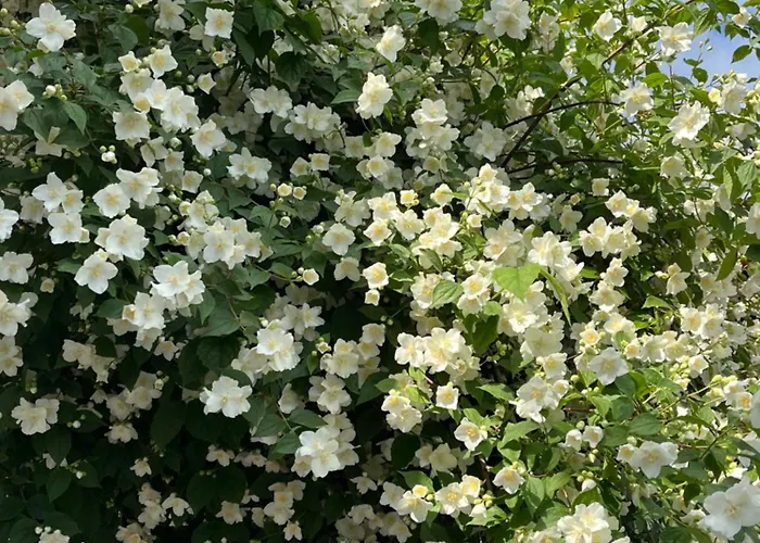 Martha's 度假居 *